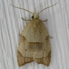 Coelostathma discopunctana