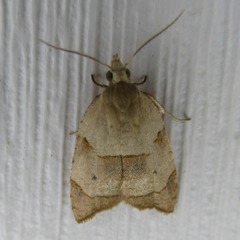 Coelostathma discopunctana