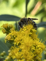 Andrena asteris