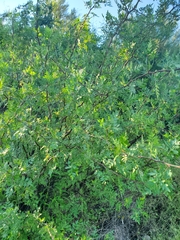 Bursera laxiflora