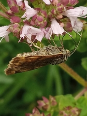 Euclidia glyphica