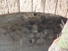 Petrochelidon pyrrhonota