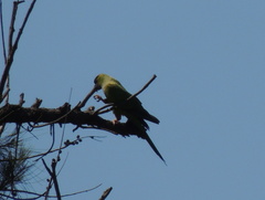 Aratinga nenday