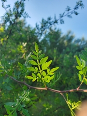 Bursera laxiflora