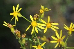 Senecio triangularis