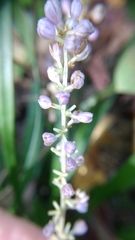 Liriope