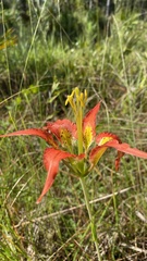 Lilium catesbaei