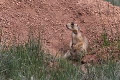 Cynomys parvidens