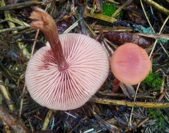 Rhodophana nitellina