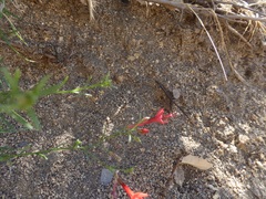 Ipomopsis tenuifolia