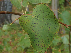 Paracercosporidium microsorum