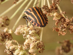Graphosoma italicum
