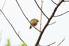 Cisticola