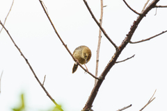 Cisticola