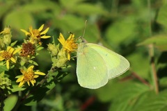 Colias alexandra