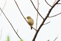 Cisticola