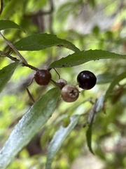 Vaccinium ovatum