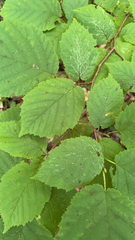 Corylus cornuta