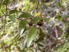 Vaccinium ovatum