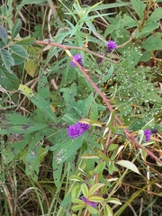 Vernonia noveboracensis