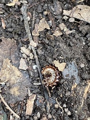 Myriapoda