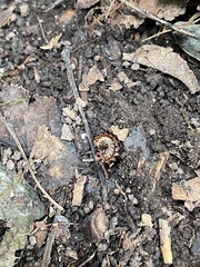 Myriapoda