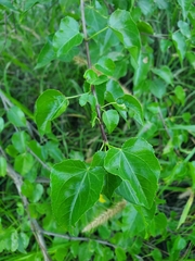 Jatropha cordata