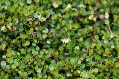 Muehlenbeckia