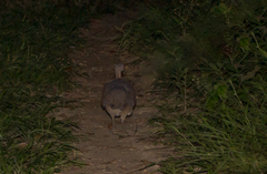 Tinamus solitarius