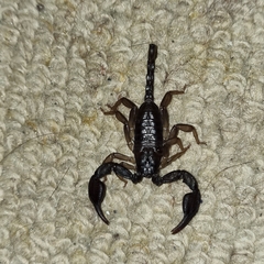 Euscorpius