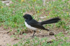 Rhipidura leucophrys