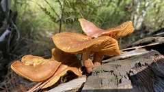 Gymnopilus luteofolius
