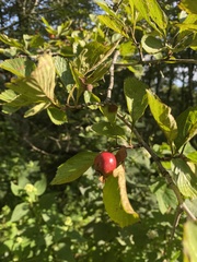 Crataegus crus-galli