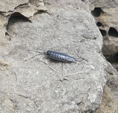Ligia cinerascens