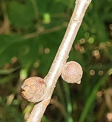 Disholcaspis quercusmamma