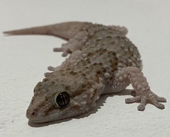 Chondrodactylus bibronii