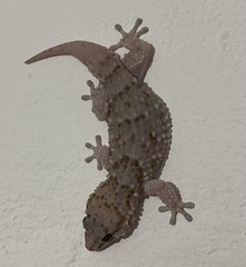 Chondrodactylus bibronii