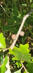 Disholcaspis quercusmamma