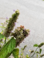 Cosmopepla lintneriana