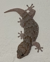 Chondrodactylus bibronii