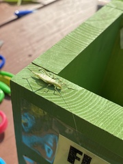 Oecanthus argentinus