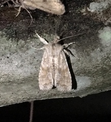 Lithophane bethunei