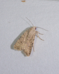 Caradrina clavipalpis