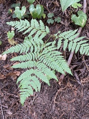 Pteridium aquilinum pubescens