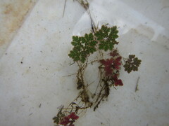 Azolla filiculoides