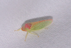 Gyponana
