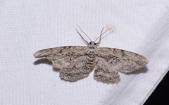 Anavitrinella pampinaria