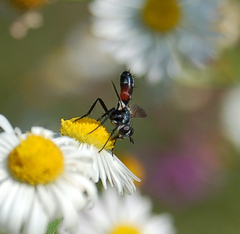 Cylindromyia interrupta
