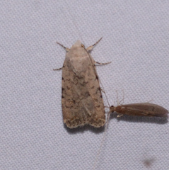 Caradrina clavipalpis