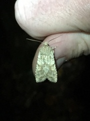 Lithophane bethunei